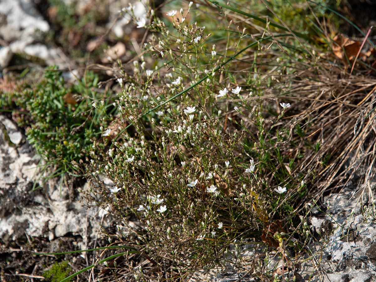 Habitus